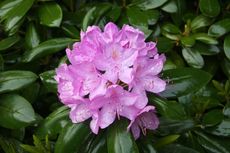Rhododendron077.jpg